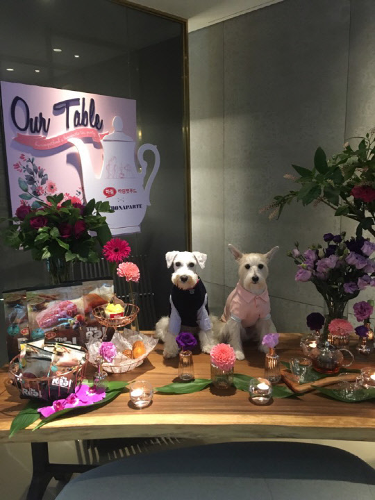 하림펫푸드와 엔바이콘은 지난달 27일 서울 논현동 하림타워 1층 카페 보나파르트에서 '아워 테이블' 행사를 진행했다. 이날 행사에서 초대받은 반려동물들이 기념촬영을 하고 있다.  하림펫푸드 제공